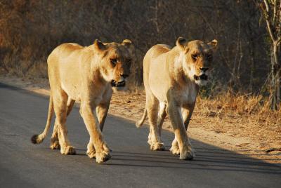 20071013185205-africa-nikon-1692.jpg